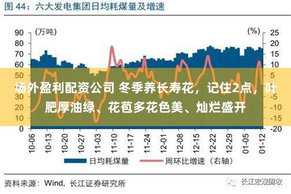 场外盈利配资公司 冬季养长寿花，记住2点，叶肥厚油绿、花苞多花色美、灿烂盛开